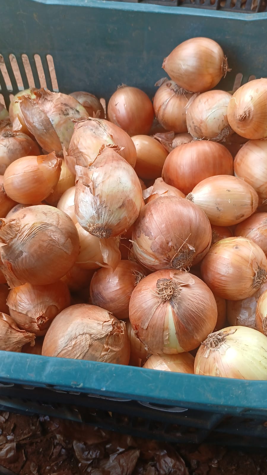 Cebolas colhidas em caixa