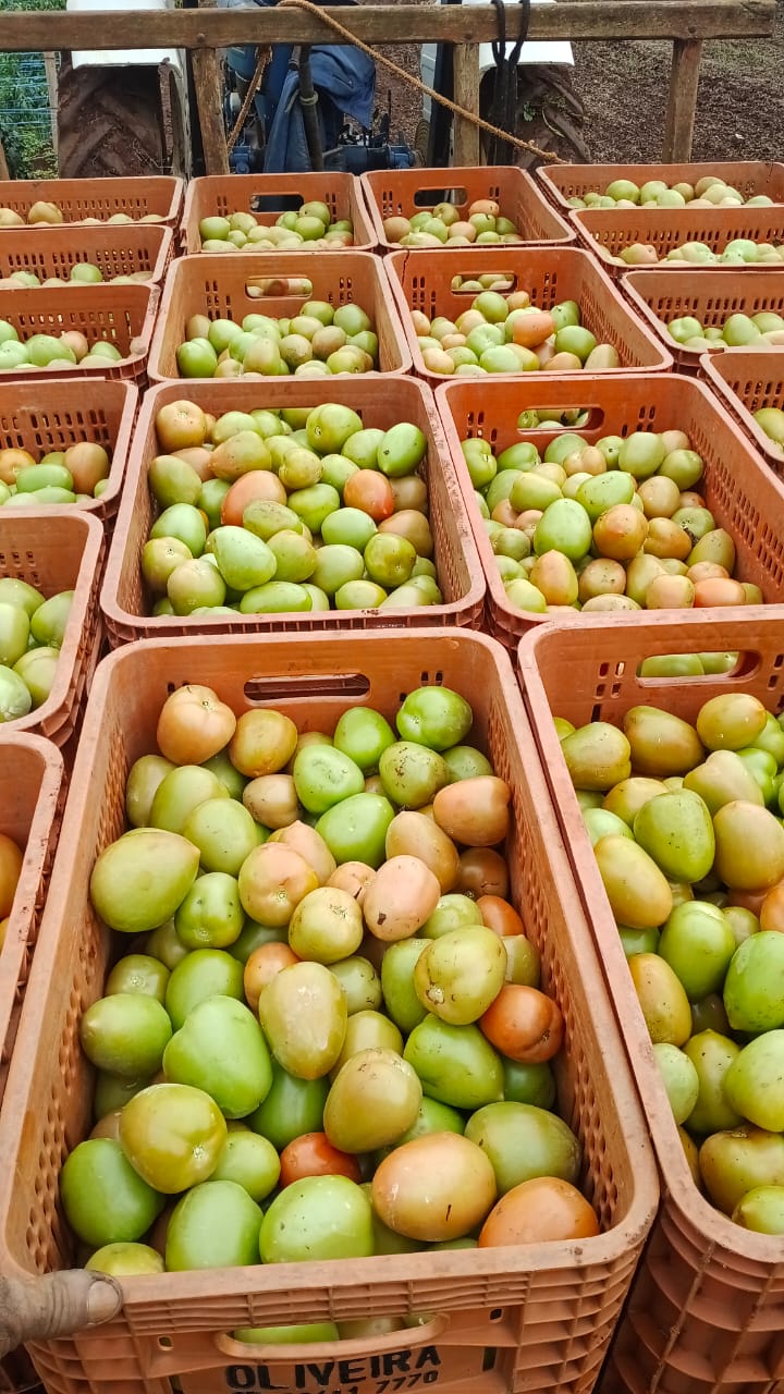 Tomates colhidos em caixas