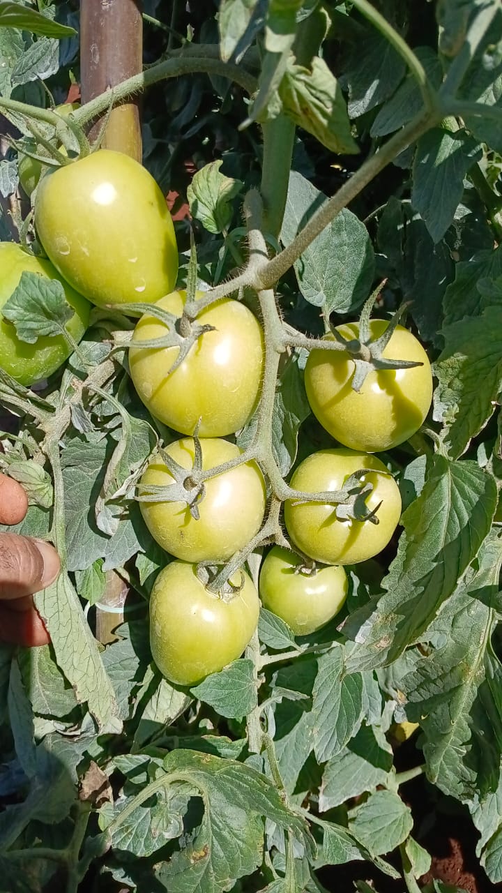 Tomates em desenvolvimento na planta